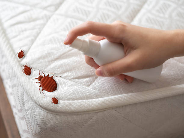 Wasp Removal Services in Port Neches, TX