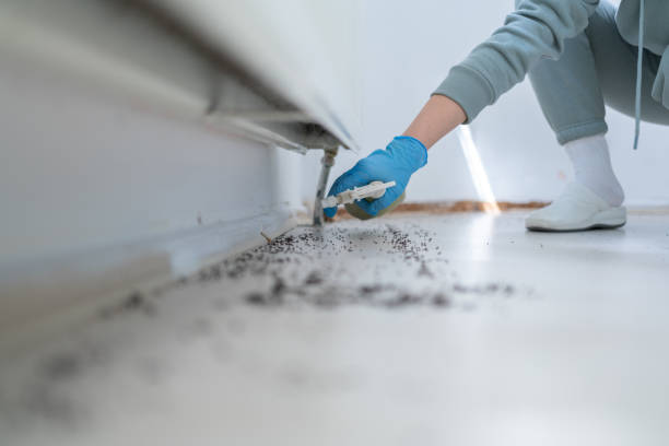 Best Termite Control Services  in Port Neches, TX
